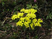14-bouchet,di Draba aizoides.